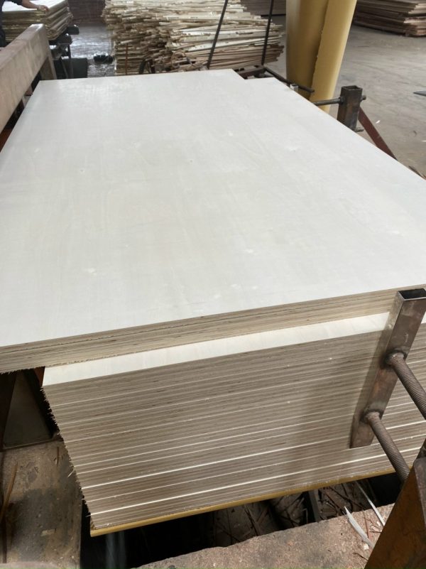 ván plywood gỗ bạch dương