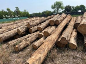 Bán gỗ teak tròn - Gỗ dài 3m-4m-6m - Xẻ gỗ teak theo đơn hàng