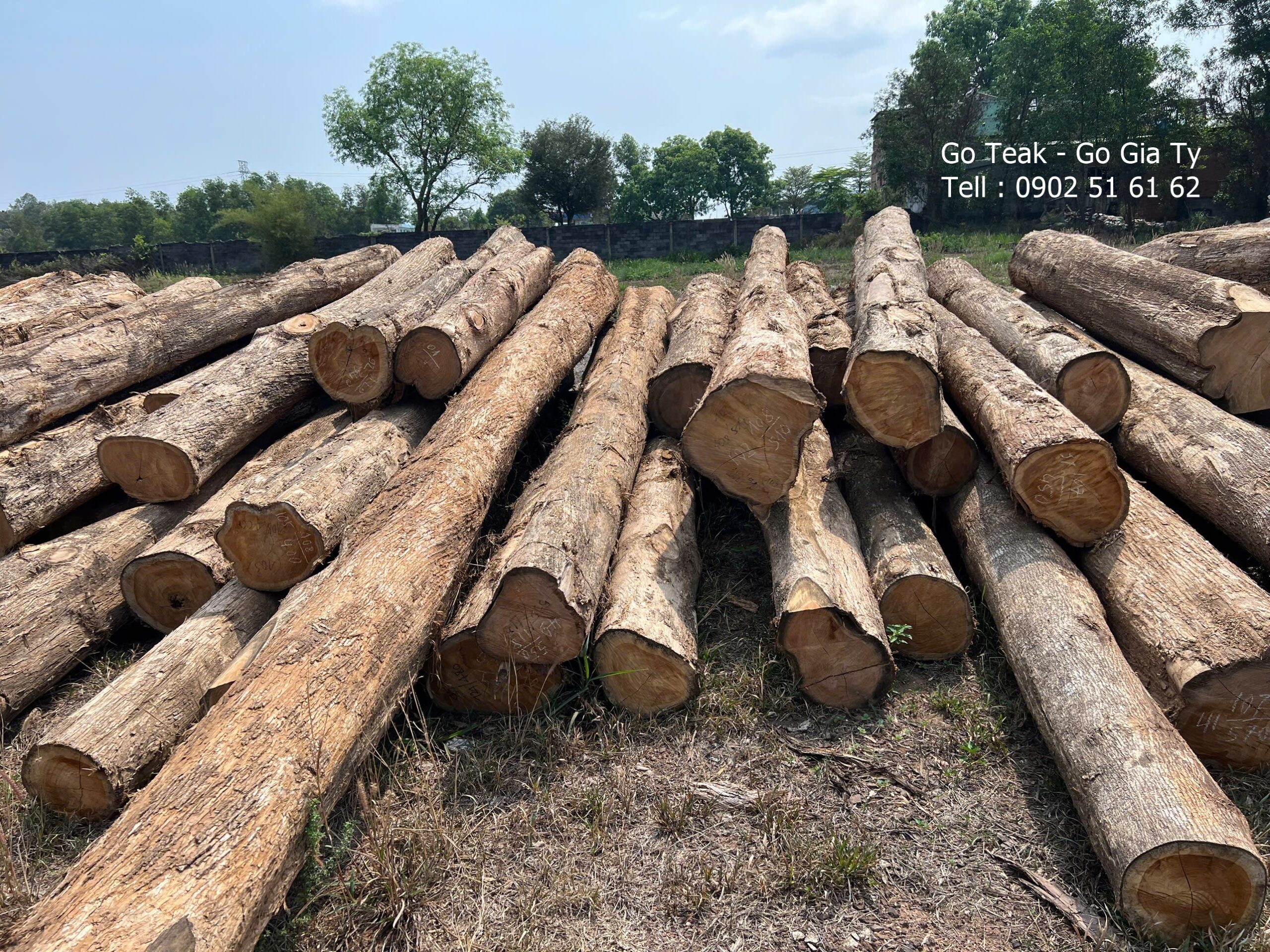 Gỗ teak hàng tròn chiều dài 3m -6m