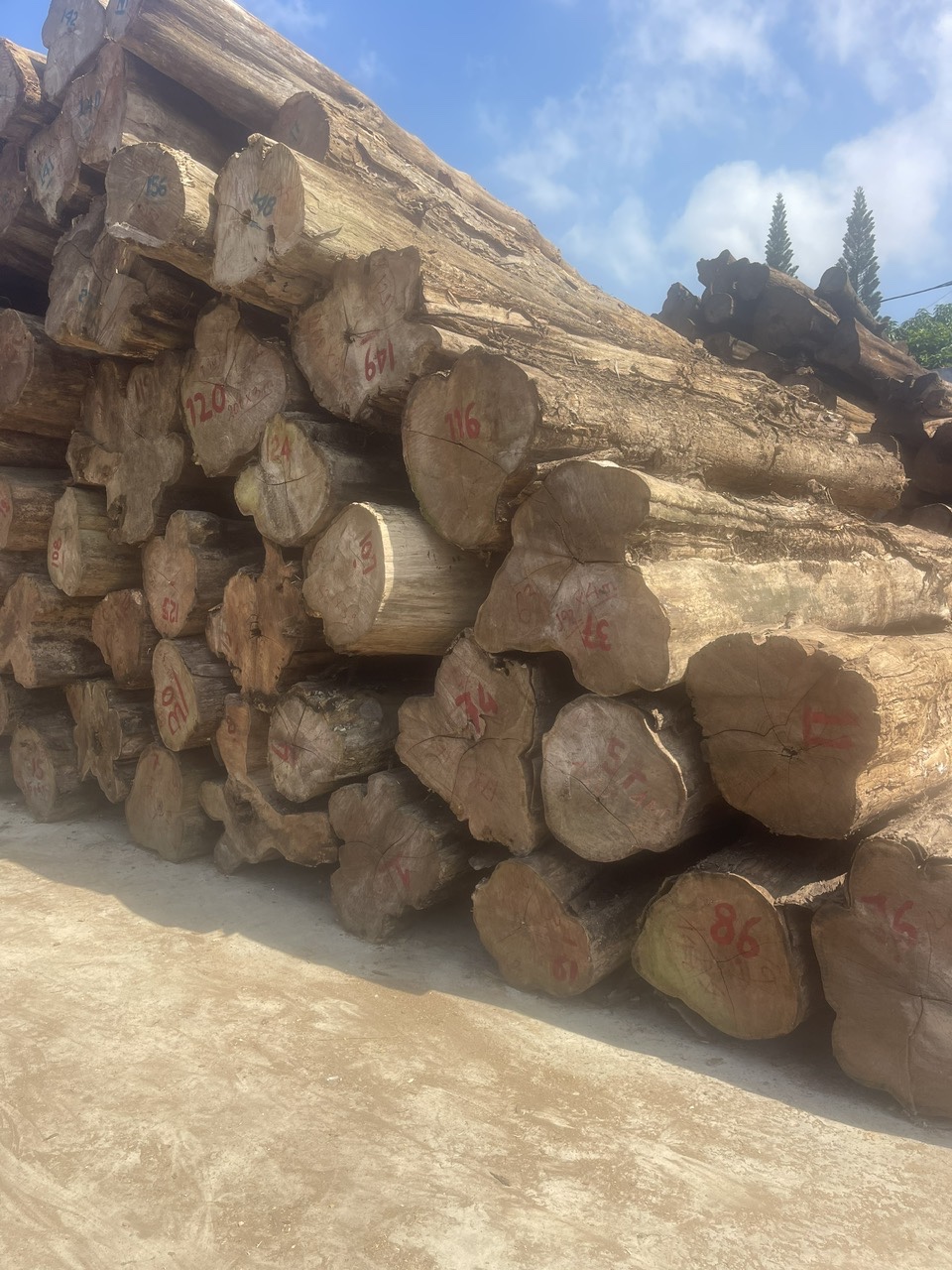 KHO GỖ TEAK TRÒN - GỖ TEAK NHẬP KHẨU TỪ LÀO