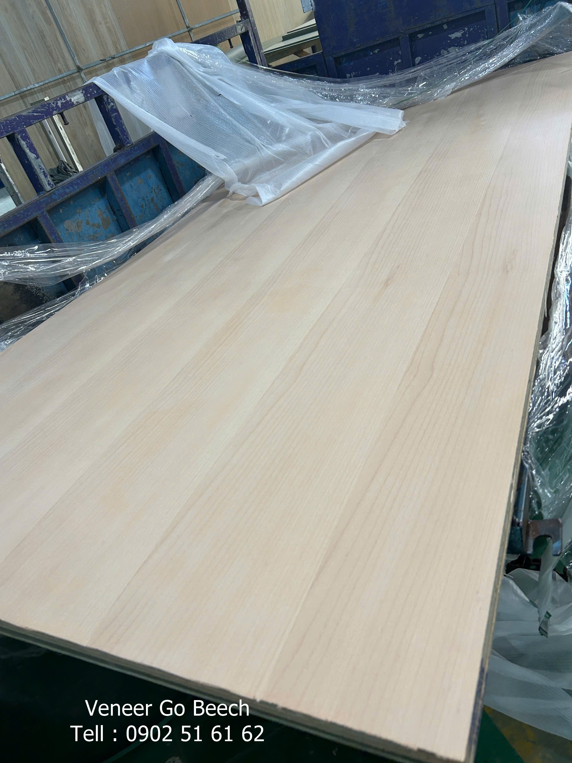 Phủ veneer gỗ beech - Gỗ veneer Hoàng Phát